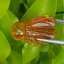 อำพัน แกะสลัก พญาตัวต่อ Wasp Natural Amber พลอยแท้ อัญมณีมงคลประจําวันเกิด เครื่องประดับพลอย