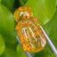อำพัน แกะสลัก พญาตัวต่อ Wasp Natural Amber พลอยแท้ อัญมณีมงคลประจําวันเกิด เครื่องประดับพลอย