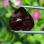 พลอย โกเมน Pyrope - Almandite Garnet 8.24 กะรัต (Cts.) พลอยแท้ อัญมณีมงคลประจําวันเกิด เครื่องประดับพลอย