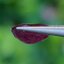 พลอย ทับทิม สยาม (Siam Ruby Sapphire) 1.35 กะรัต (Cts.) พลอยแท้ อัญมณีมงคลประจําวันเกิด เครื่องประดับพลอย