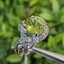 แหวน พลอย เพอริดอต Peridot (Size) 57