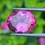พลอย ชมพู พิ้งค์ โทแพซ Pink Topaz 5.96 กะรัต พลอยแท้ อัญมณีมงคลประจําวันเกิด เครื่องประดับพลอย
