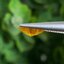 พลอย บุษราคัม Yellow Sapphire 1.34 กะรัต (Cts.) พลอยแท้ อัญมณีมงคลประจําวันเกิด เครื่องประดับพลอย