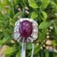 แหวน พลอย ทับทิม (Size) 60 Ruby Sapphire Ring